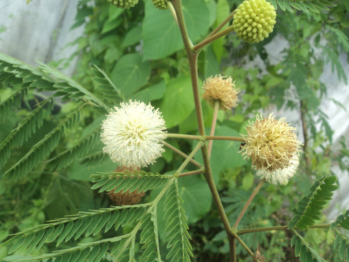 Leucaena leucocephala (Lam.) de Wit